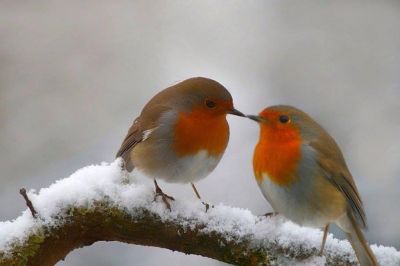 Gli uccelli sugli alberi a cantar continuano