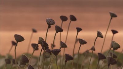 Un Addio Crepuscolare