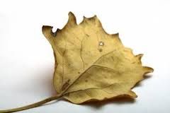 Come foglia d�autunno