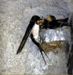 Ritorno d'una rondine