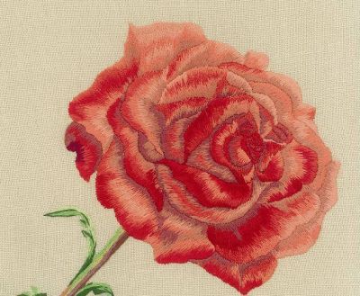 Il desiderio di una rosa