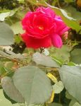 Rose d'autunno