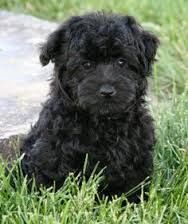 Il mio cuore � con te