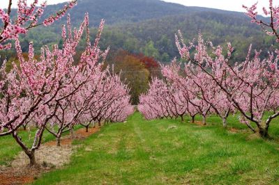 Nel pescheto fiorito