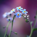 Non dimenticarti di me