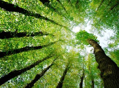 Echi lontani! Mutherm