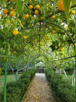 Nel giardino dei limoni