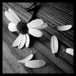 L�amore interrotto