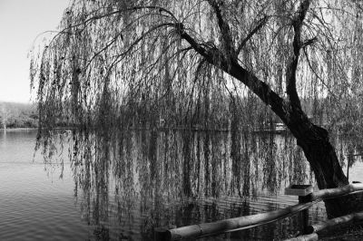 La pioggia tra i salici