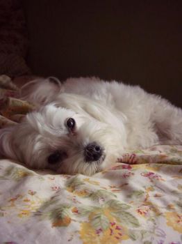 L�abbraccio della sera