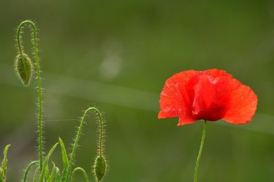 Non � che un bocciolo