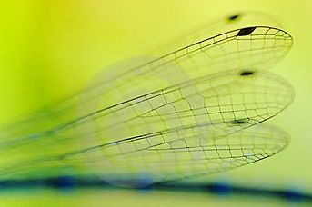 Futurismo d�Entomologia