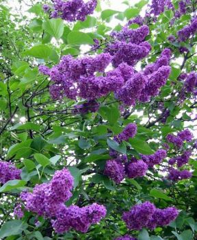 19 Luglio (terza decade del cancro)