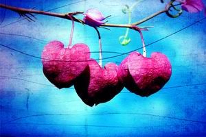 Tre cuori una capanna e un apripista