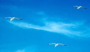 La felicit� lambiva il tuo viso