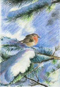 Pettirosso dolce canto