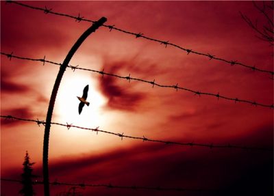 Il signore degli aironi