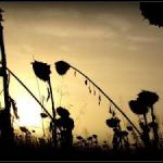 L'ultimo sole d'ottobre