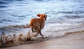 Il canto della libert�