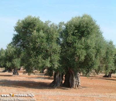 Ode all'ulivo
