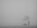 Fumo nella nebbia