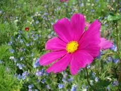 Chieder� a quel fiore