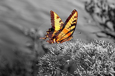 L’ambizione del bruco