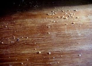 Precari come briciole