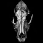 Il bacio della notte