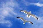 In volo tra i gabbiani