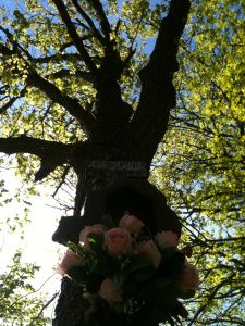 Dove ora riposano le rose