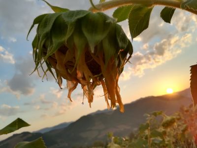 A capo chino, nella luce