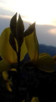 Il sonno delle piante