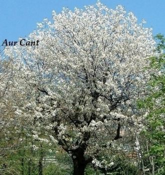 Sotto il candido ciliegio