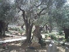 L�oasi dell�orto degli ulivi