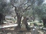 L�oasi dell�orto degli ulivi