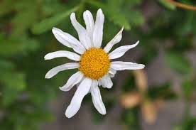 Della perfetta imperfezione