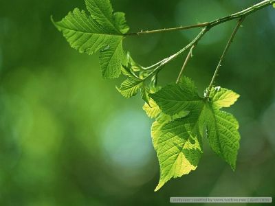 Foglia della verit�