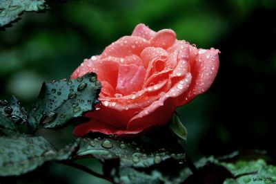 Non posso dirti addio