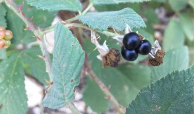 Piccolo frutto di rovo