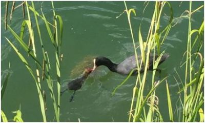Lago di Piediluco: gioiello dell'Umbria