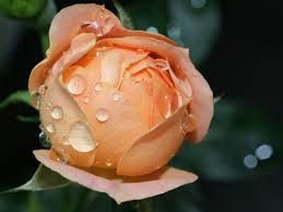 Non � pi� vittoria