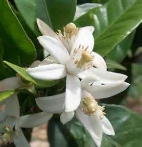 L'odore della zagara