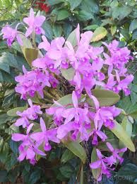 Cattleya