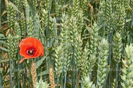 Papavero e grano