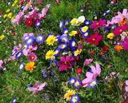 Fiori di campo (DUE NOVEMBRE)