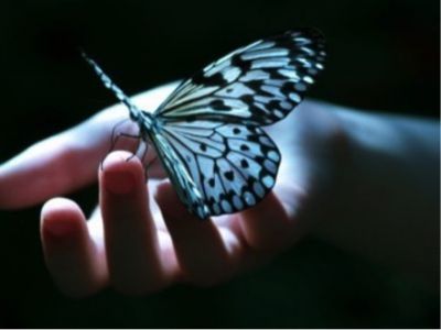 Non uccidere la farfalla