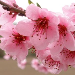 E' arrivata la primavera