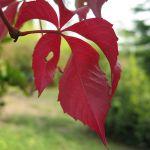 Un giorno di paradiso