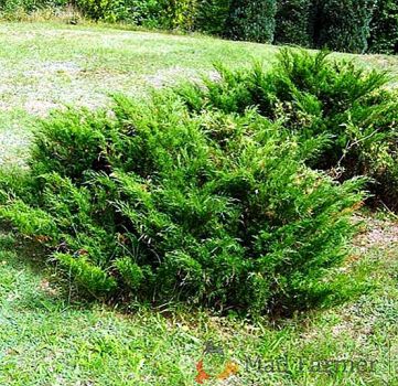 Il profumo dei ginepri